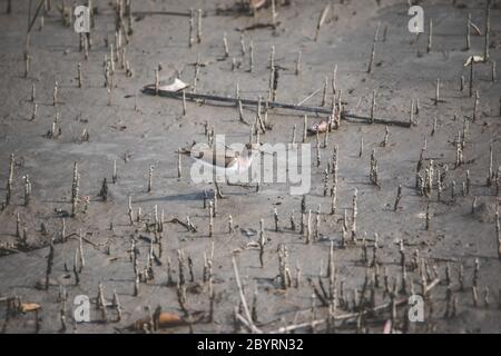 Sandpiper comune, hypoleucos di Actitis, Sunderbans, India Foto Stock