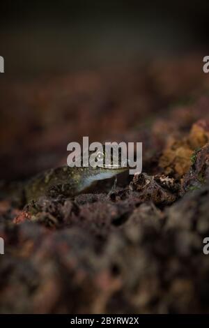 Giorno Gecko o Dwarf Gecko, Cnemaspis specie, Satara, Maharashtra, India Foto Stock