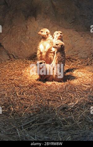 Suricate meerkat in piedi Ritratto di Suricate familly in piedi e guardare Foto Stock