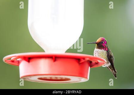 Adulto maschio nord americano Anna hummingbird, calypte anna, al alimentatore Foto Stock