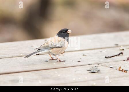 Passera jungo con occhi scuri e dorso marrone, Junco hyemalis, alias Oregon junco Foto Stock