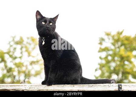 Gatto nero domestico con occhi gialli magnetici seduti su una recinzione da giardino Foto Stock