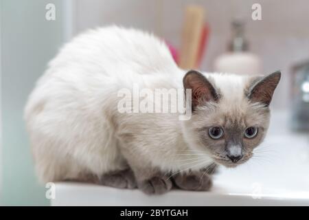 Gatto tailandese sul bordo del lavandino in bagno. Foto Stock