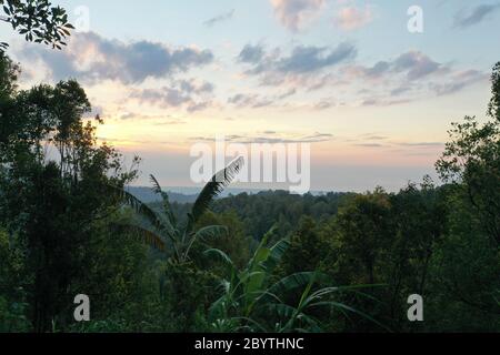 Vista sulla giungla nel nord di Bali Indonesia Foto Stock