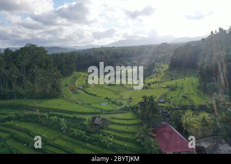 Terrazze di riso a Bali Indonesia Foto Stock