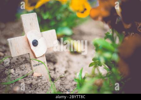 ww1 ww2 faded remembrance cross con papavero nel cimitero Foto Stock