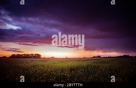 spettacolare tramonto alba su campo con fiori e nuvole Foto Stock