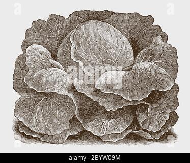 Prima cultivar di cavolo a testa tonda, dopo un'incisione storica dell'inizio del 20 ° secolo Illustrazione Vettoriale