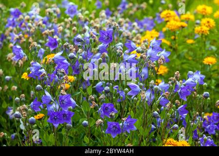 Prato giallo blu, Platycodons Balloon flower Platycodon grandiflorum Foto Stock