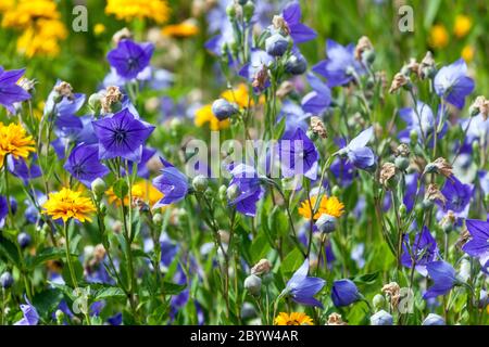 Prato giallo Blu, fiori di Platycodons Foto Stock