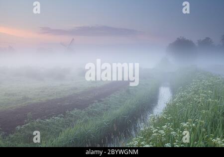 fiori selvatici e mulino a vento in densa nebbia mattutina Foto Stock