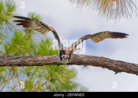 Una di una serie di cinque immagini ad alta velocità che raffigurano un Osprey (pandion haliaetus) che si lancia in volo verso la telecamera. Foto Stock