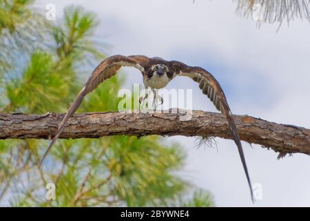 Una di una serie di cinque immagini ad alta velocità che raffigurano un Osprey (pandion haliaetus) che si lancia in volo verso la telecamera. Foto Stock