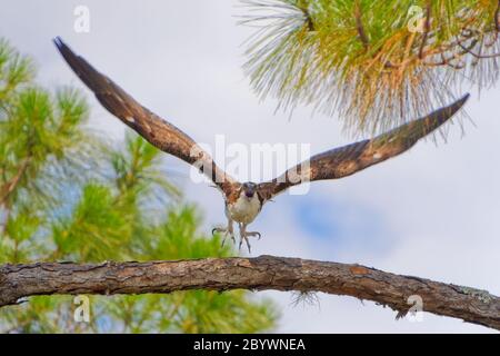 Una di una serie di cinque immagini ad alta velocità che raffigurano un Osprey (pandion haliaetus) che si lancia in volo verso la telecamera. Foto Stock