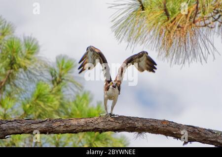 Una di una serie di cinque immagini ad alta velocità che raffigurano un Osprey (pandion haliaetus) che si lancia in volo verso la telecamera. Foto Stock