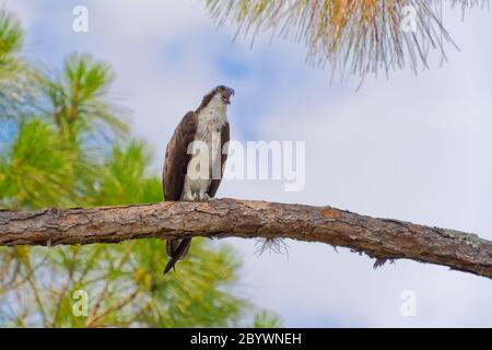 Un Osprey (pandion haliaetus) si trova in un alto Scrub Pine della Florida che richiama il suo compagno. Foto Stock