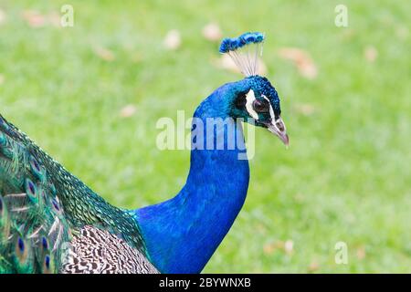 Ritratto di un indiano peafowl Foto Stock