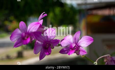 Belle orchidee con tratti viola, immagini adatte per l'uso come sfondi, risorse grafiche, o sfondi Foto Stock