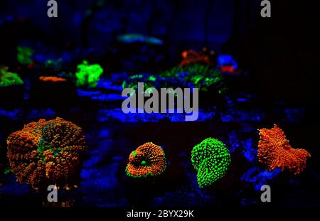 I coralli morbidi colorati dei funghi si illuminano sotto la luce blu LED nella vasca dell'acquario della barriera corallina Foto Stock