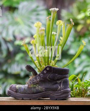 Piante di caraffa in una vecchia scarpa Foto Stock