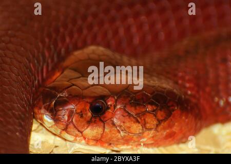 Cobra con sputing rosso Foto Stock