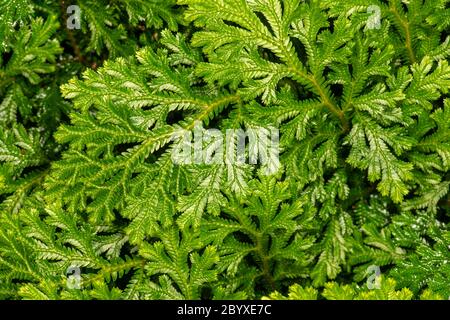 Spiegemoss variegata o Moss Spike di Martens (Selaginella martensii) Foto Stock