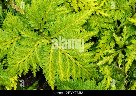 Spokemoss (Selaginella umbrosa) Foto Stock