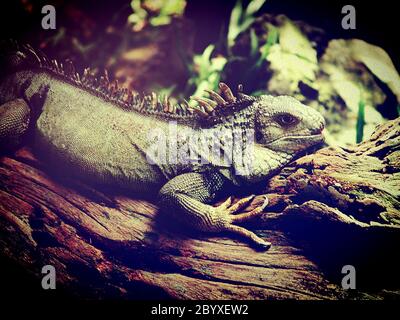 drago di lucertola iguana nello zoo Foto Stock