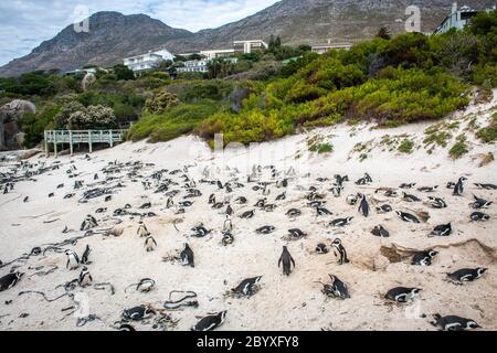 Pinguino africano (Speniscus demersus), conosciuto anche come pinguino del Capo, e pinguino sudafricano , Simons Town - Città del Capo Sud Africa Foto Stock