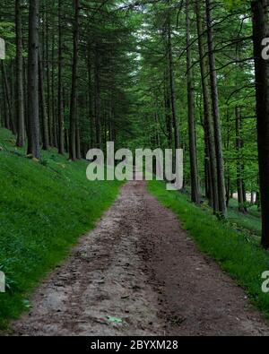 Una passerella Woodland nel Peak District National Park Foto Stock