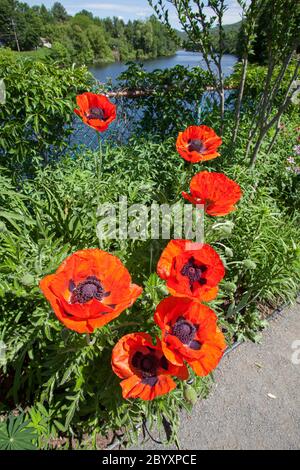 Il Ponte dei Fiori a Shelburne Falls, Massachusetts Foto Stock