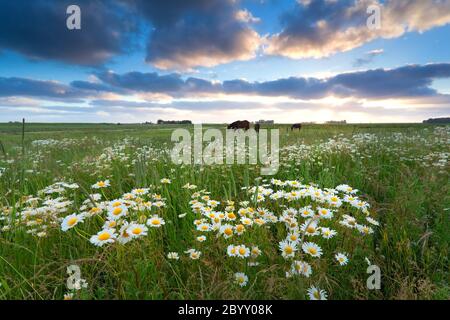 fiori camomili e cavalli sul pascolo Foto Stock