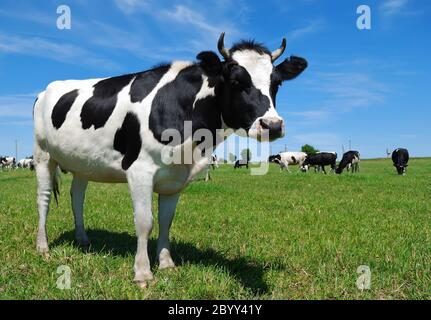 Giovane vacca cornuto sulla prateria Foto Stock