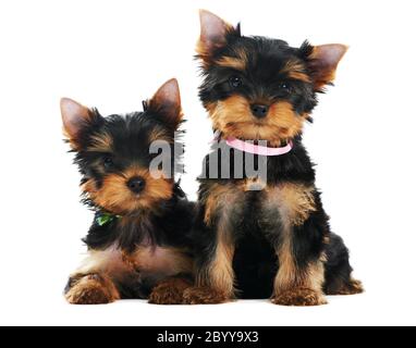 Due Yorkshire Terrier 3 mesi cuccioli cane Foto Stock