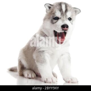 Un cucciolo di Husky siberiano isolato Foto Stock