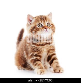 Gatto britannico Shorthair isolato Foto Stock