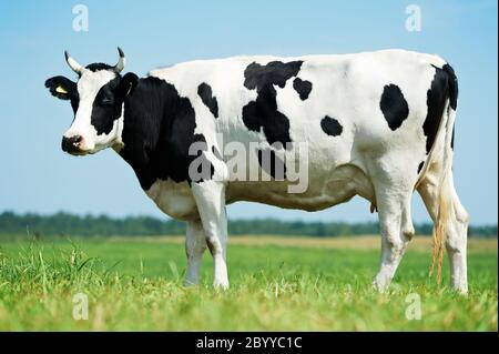 Bianco nero milch mucca su erba verde pascolo Foto Stock