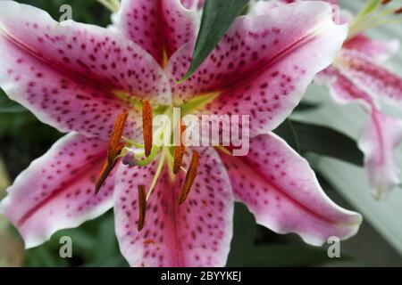 Stargazer Gigli Foto Stock