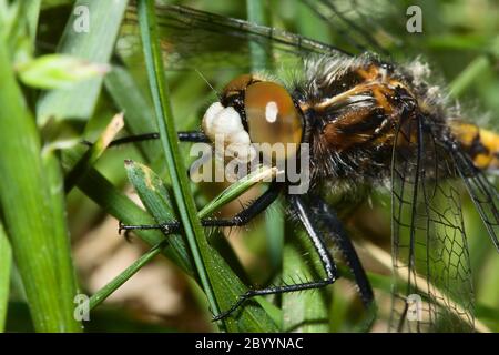 Dragonfly hanging on to Grass Blades Foto Stock