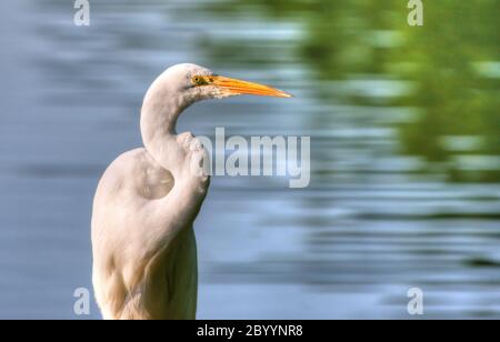 Grande Egret nella gamma dinamica elevata Foto Stock