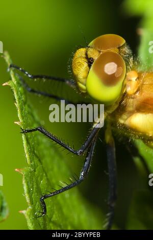 Primo piano di una Dragonfly comune di Darter. Foto Stock