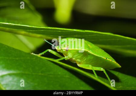 Bug verde di pupore o di protezione (viridula Nezara). Foto Stock