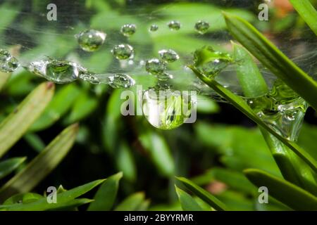 Spider Web con gocce di rugiada Foto Stock