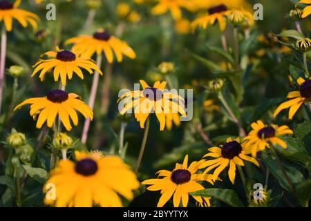 Un campo di Black Eyed Susans. Foto Stock