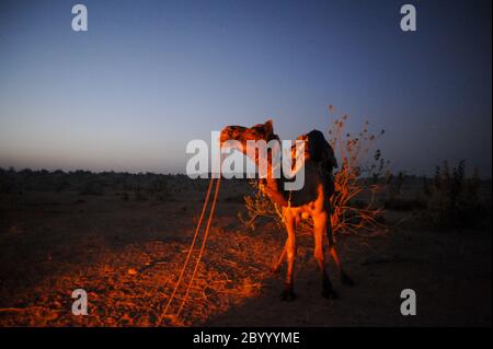 Il tramonto o l'alba corse di cammelli sono una popolare attrazione turistica nel deserto. Jaisalmer, Rajasthan. Il 12 dicembre 2016. Foto Stock