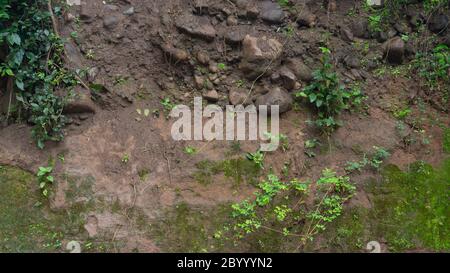 Riva del fiume con una varietà di piante selvatiche che strisciano per prevenire l'erosione Foto Stock