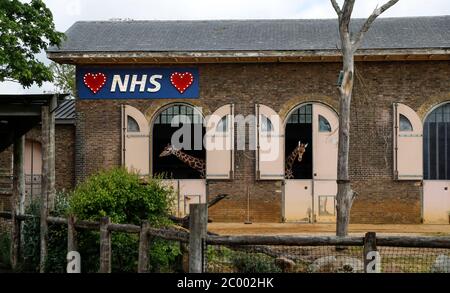 Londra, Regno Unito. 29 Apr 2020. La foto scattata il 29 aprile 2020 mostra un cartello illuminato a sostegno del Servizio sanitario Nazionale (NHS) mentre le giraffe si affacciano dalla casa della giraffa allo Zoo di Londra, a Londra, in Gran Bretagna. Il primo ministro britannico Boris Johnson ha confermato mercoledì che gli zoo e le attrazioni all'aperto in Inghilterra potranno riaprirsi da lunedì, ma devono essere ancora rispettate le regole di allontanamento sociale. Credit: Han Yan/Xinhua/Alamy Live News Foto Stock