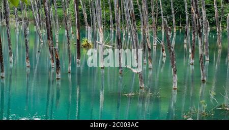 Shirogane stagno blu a Biel, Hokkaido, Giappone Foto Stock