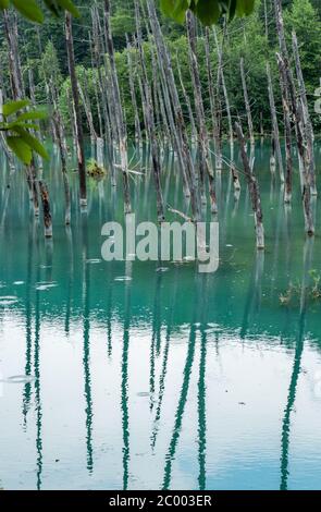 Shirogane stagno blu a Biel, Hokkaido, Giappone Foto Stock