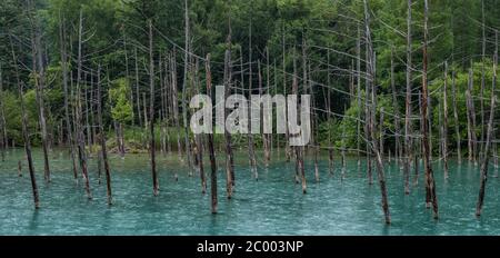 Shirogane stagno blu a Biel, Hokkaido, Giappone Foto Stock